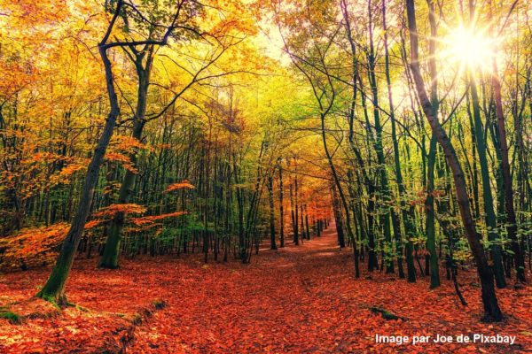 Retour à la forêt – Une nouvelle façon d’habiter le monde ?