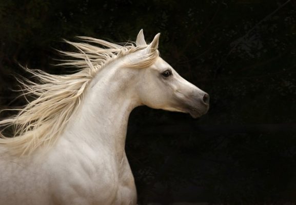 Le cheval narrateur dans la littérature