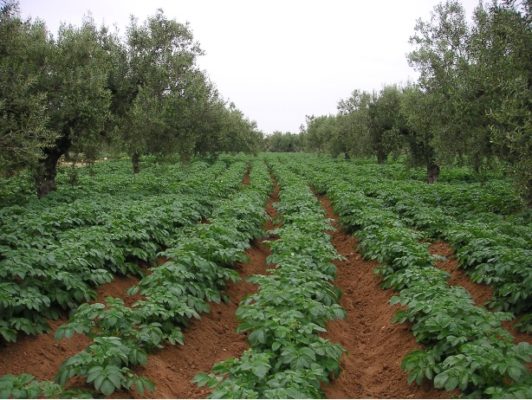 Des Amériques à l’Europe : un envahisseur pour le développement des peuples: La Pomme de Terre