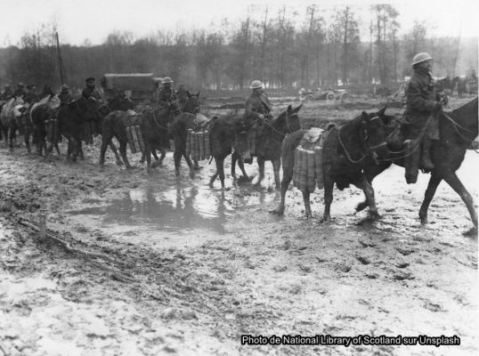 Chevaux, ânes et mulets : les équidés dans la grande guerre