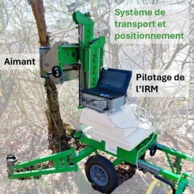 L&rsquo;IRM au chevet des plantes